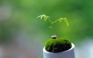 plants-birth-green-nature-wallpapers-205546